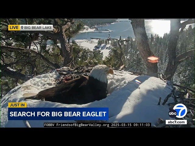 Nonprofit provides grim update on eaglet missing from Big Bear nest