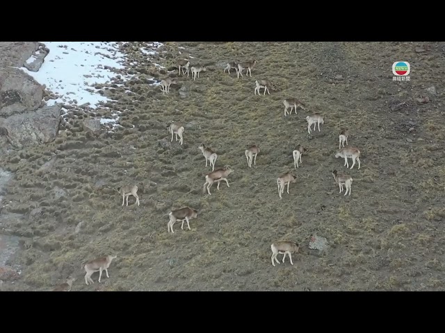 ⁣TVB News｜15 March 2025│Argali sheeps in Xinjiang