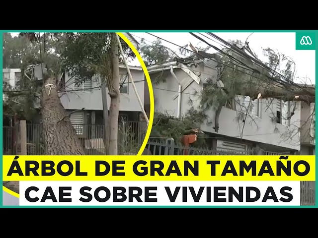 Gigantesco árbol cae sobre casa: Estaba siendo talado