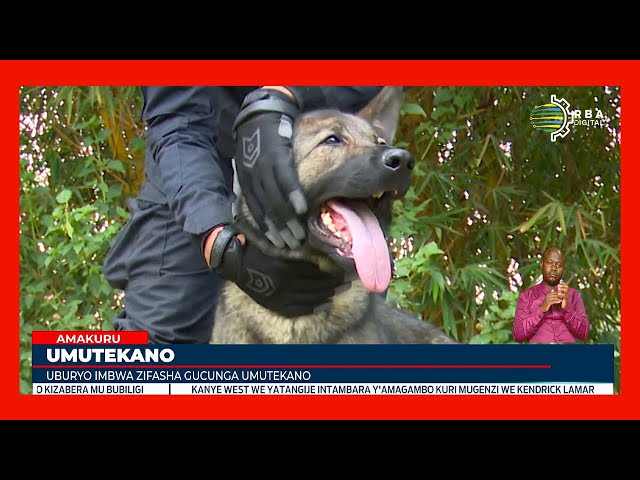 ⁣Menya byinshi kuri Canine Brigade, imbwa zifashishwa mu gucunga umutekano | Zoherezwa no mu butumwa