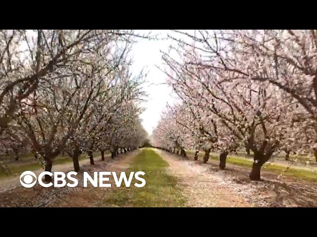 ⁣Finding almond blossoms in unlikely places