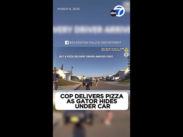 ⁣Alligator ruins pizza delivery; police officer steps in to help