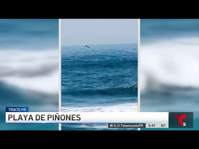 ⁣Los lugares en PR que puedes ir para ver ballenas