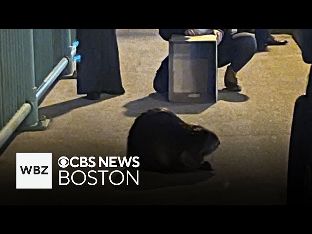 ⁣Citizens, police rescue beaver on Boston bridge