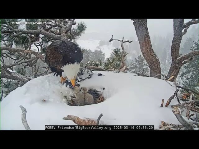 ⁣One of Jackie and Shadow's eaglets in Big Bear has died, nonprofit says