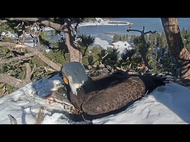 ⁣Experts confirm death of one eaglet in Big Bear