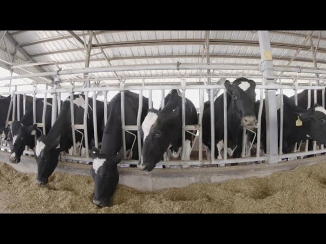 GLOBALink | Explore smart dairy farming in China's Inner Mongolia