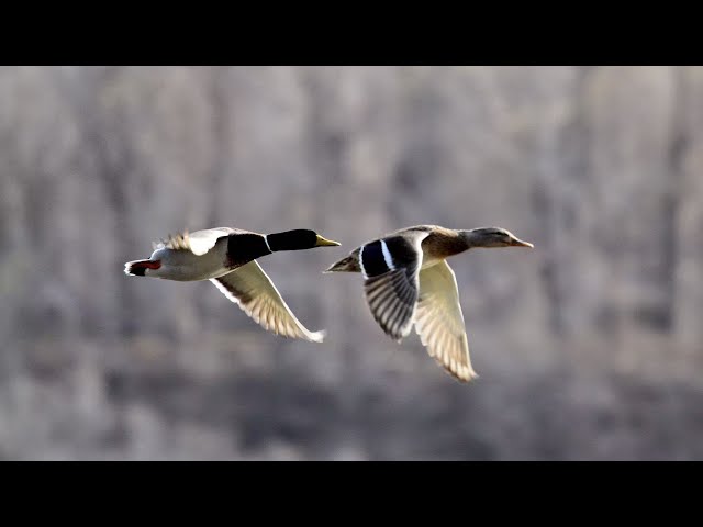 Live: Welcoming spring with migratory birds