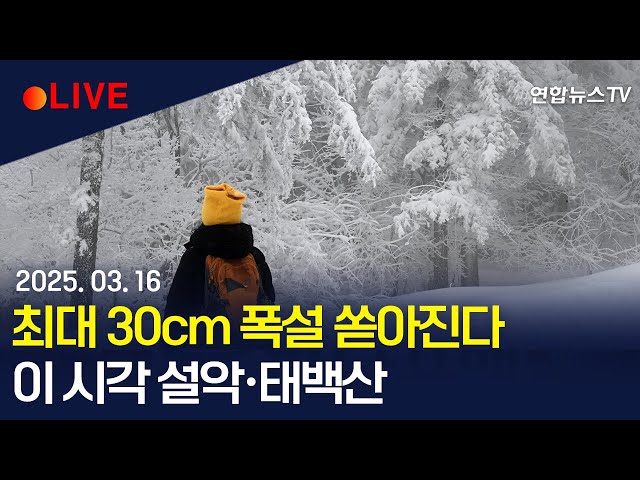 춘삼월 강원 산간에 대설특보…최대 30cm 쏟아진다｜이 시각 설악·태백산 / 연합뉴스TV (YonhapnewsTV)