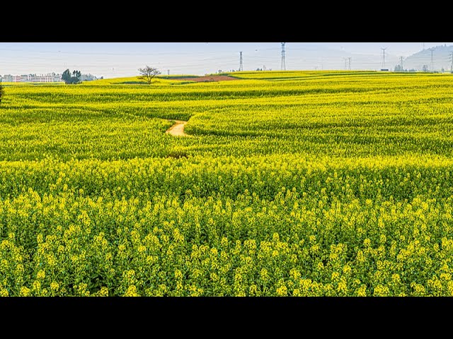 ⁣Live: Witness canola flowers blooming in SW China – Ep. 4