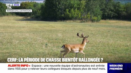 Accusés de dégrader les forêts, la période de la chasse aux cerfs bientôt rallongée dans 26 départem