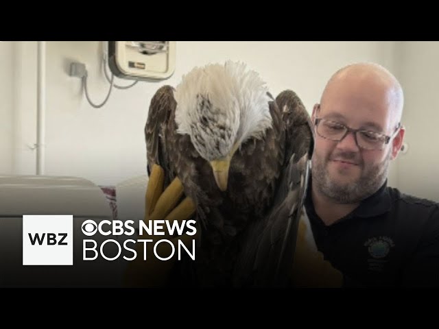 ⁣Bald eagle saved from interstate median in Merrimac