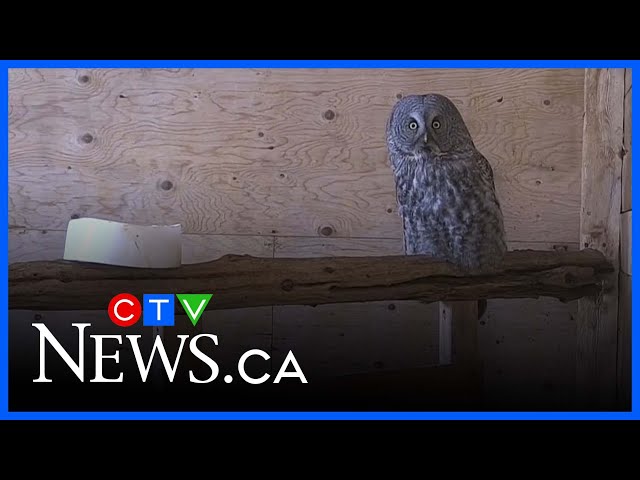 Northern Ontario wildlife rescue cared for more owls during this harsh winter