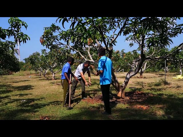 ⁣Chinese agricultural techniques benefit Sri Lankan orchardists through cooperation project