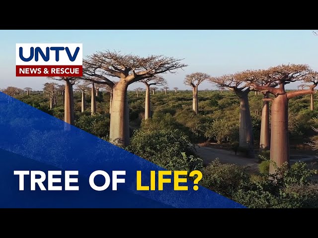 Mga kamangha-manghang bagay tungkol sa Baobab Tree | Wonders of Creation