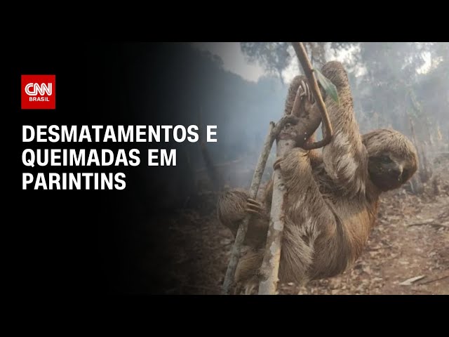 Justiça emite alerta sobre denúncias de desmatamento em Parintins | CNN NEWSROOM