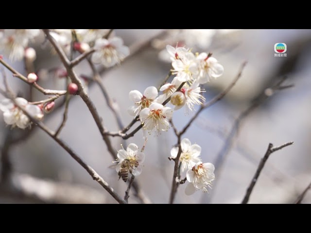 香港无线｜两岸新闻｜2025年3月16日｜两岸｜【中华掠影】福建梅花坳种植逾千棵梅花树　近日迎来梅花盛开期｜TVB News