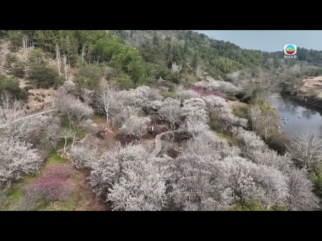 ⁣TVB News｜16 March 2025｜Plum trees in Fujian