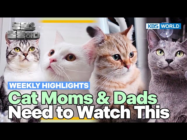 ⁣[Weekly Highlights] How Many Cats? [Animals Are Incredible] | KBS WORLD TV 250312