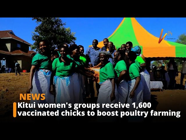 ⁣Kitui women's groups receive 1,600 vaccinated chicks to boost poultry farming