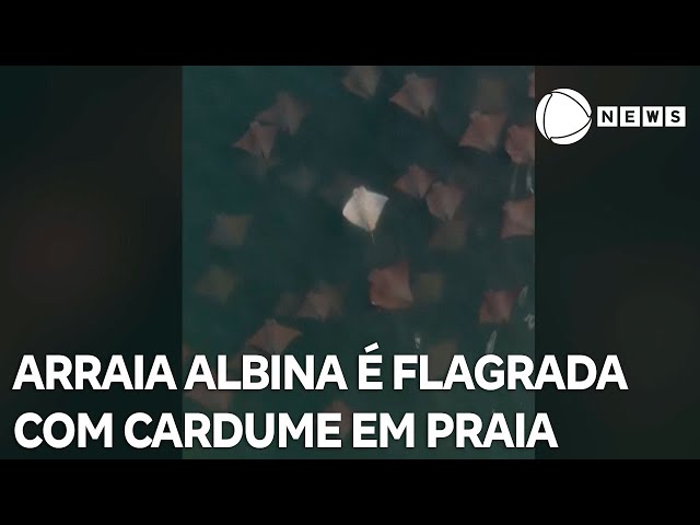 ⁣Arraia albina é flagrada com cardume em praia no Espírito Santo