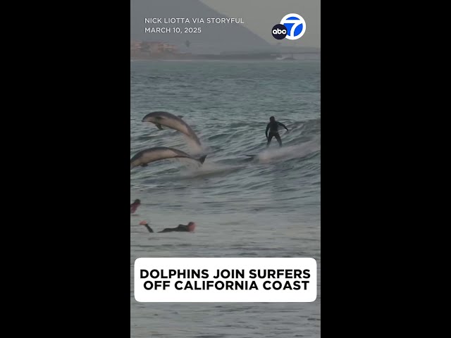 ⁣Dolphins, surfers catch a wave off California coast