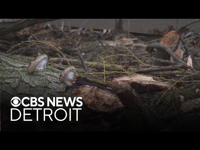 Downed tree causes gas leak at Michigan apartment complex