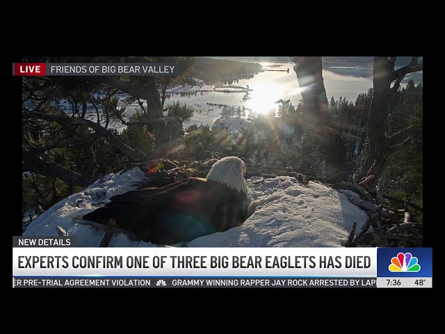 ⁣One of Big Bear eaglets' chicks has died