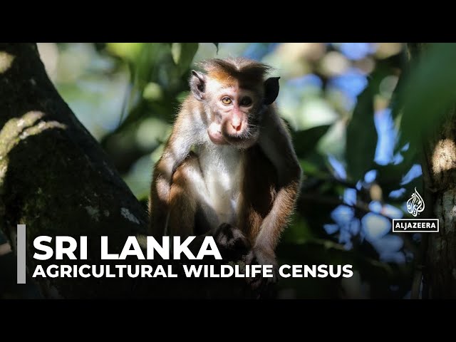 ⁣Sri Lanka launches animal census as farmers battle crop losses to damages from monkeys and peacocks