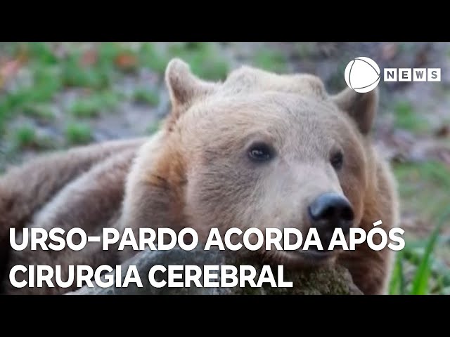 Urso-pardo acorda bem e saudável após cirurgia cerebral e hibernação