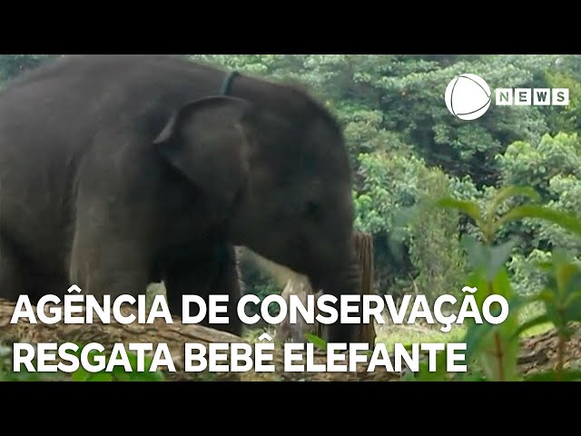 Bebê elefante é resgatado por agência de conservação