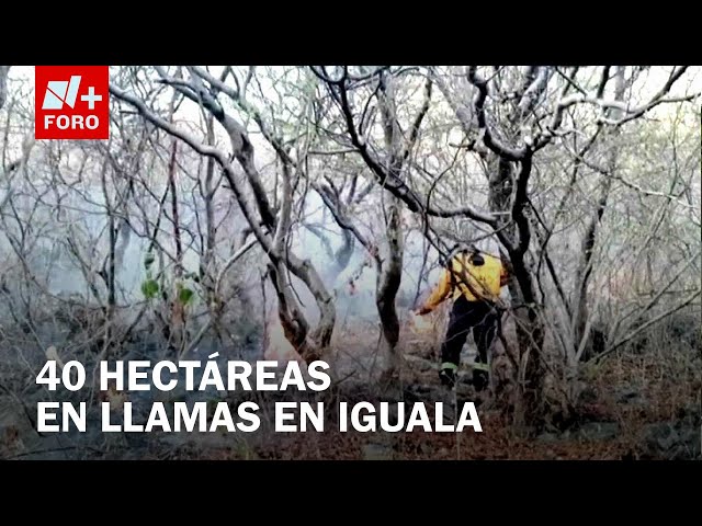 ⁣Incendio en Iguala, Guerrero, afecta 40 hectáreas - Las Noticias