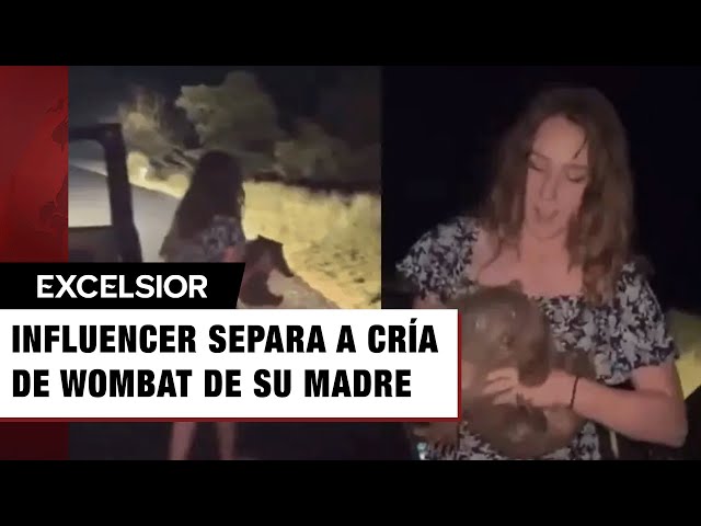 Influencer le quita su cría a una mamá wombat en Australia; internet estalla