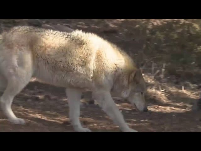 WOLF Sanctuary rescues captive-born wolf dogs