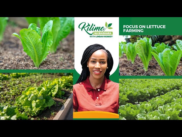 Focus On Head Lettuce Farming | Kilimo na Biashara