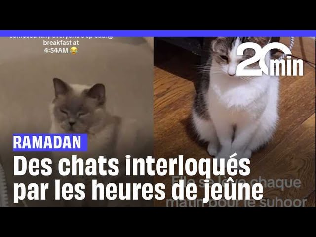 Ramadan : Des chats perturbés par les heures de repas deviennent les stars de TikTok