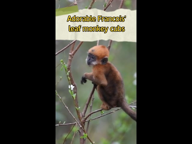 Adorable Francois' leaf monkey cubs in China's Guizhou