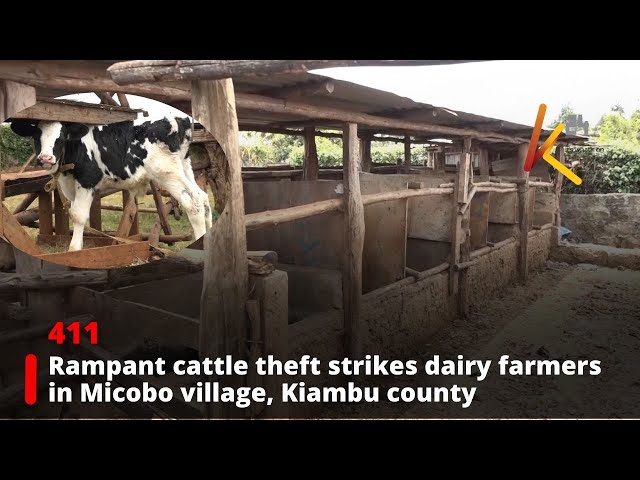 ⁣Rampant cattle theft strikes dairy farmers in Micobo village, Kiambu county