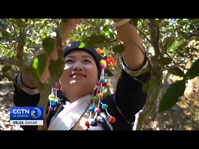 ⁣La récolte de thé de printemps commence dans le sud-ouest de la Chine