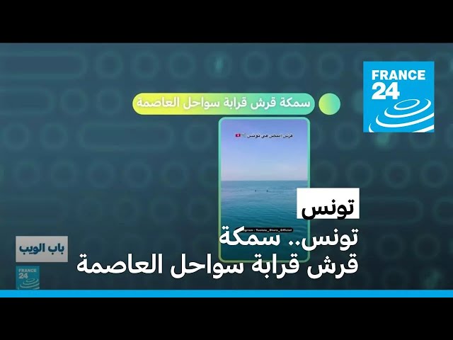 تونس.. سمكة قرش قرابة سواحل العاصمة • فرانس 24 / FRANCE 24