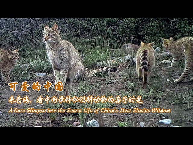 ⁣A rare glimpse into the secret life of China's most elusive wildcat