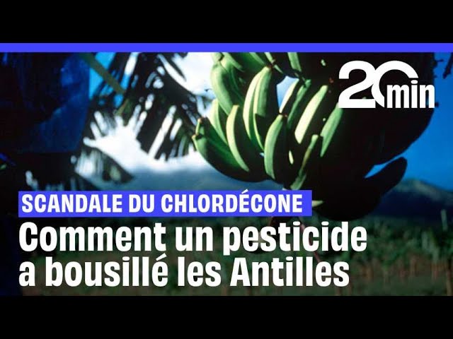 ⁣Comment le chlordécone a « bousillé » pour des siècles les populations et les terres antilla...