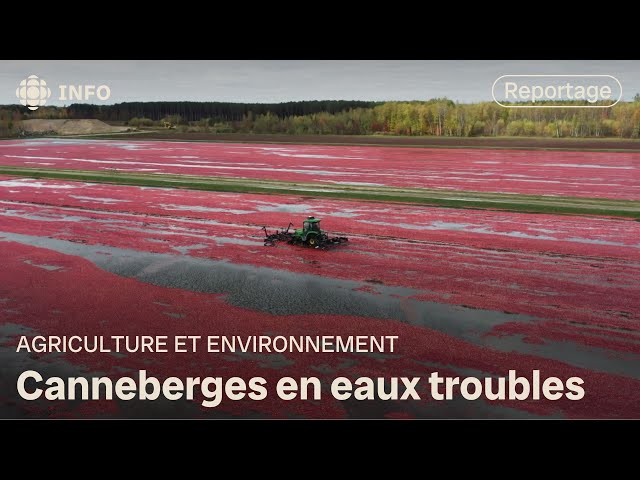 Canneberges en eaux troubles | La semaine verte