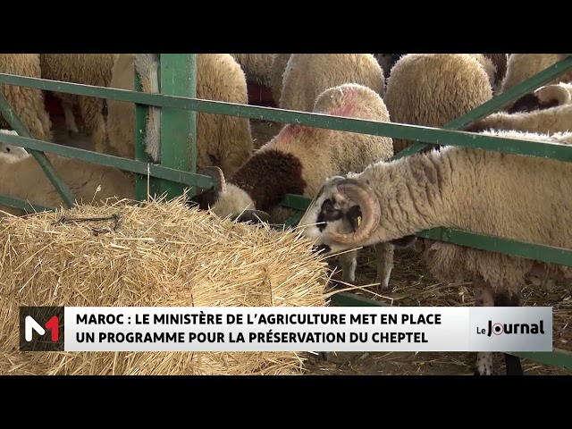 Maroc : Le ministère de l´agriculture met en place un programme pour la préservation du cheptel