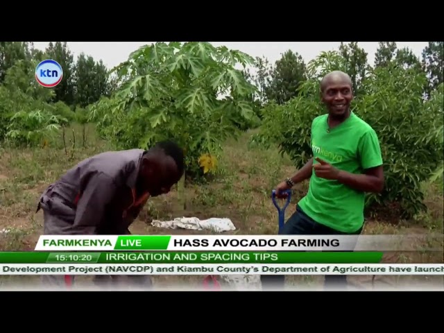 ⁣Hass avocado farming