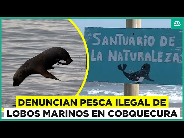 Denuncian pesca ilegal de lobos marinos en "La Lobería" de Cobquecura