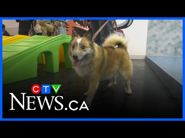 ⁣Dog splash park opens at West Edmonton Mall