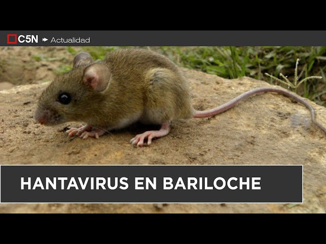 ⁣ALERTA por HANTAVIRUS en BARILOCHE: una PERSONA MUERTA Y 24 AISLADAS