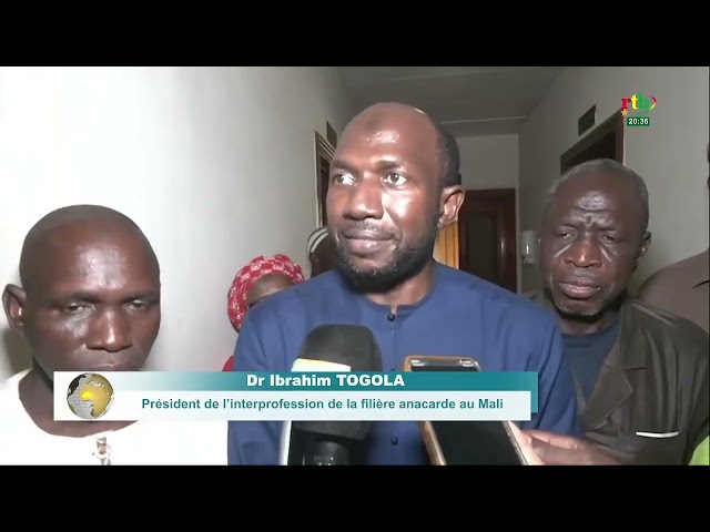 ⁣Actualités AES/ Mali : la campagne de commercialisation de l’anacarde lancée