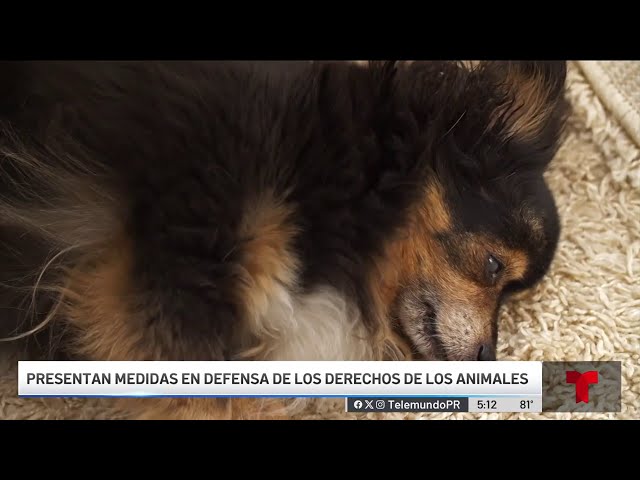 Buscan prohibir cirugías estéticas en animales